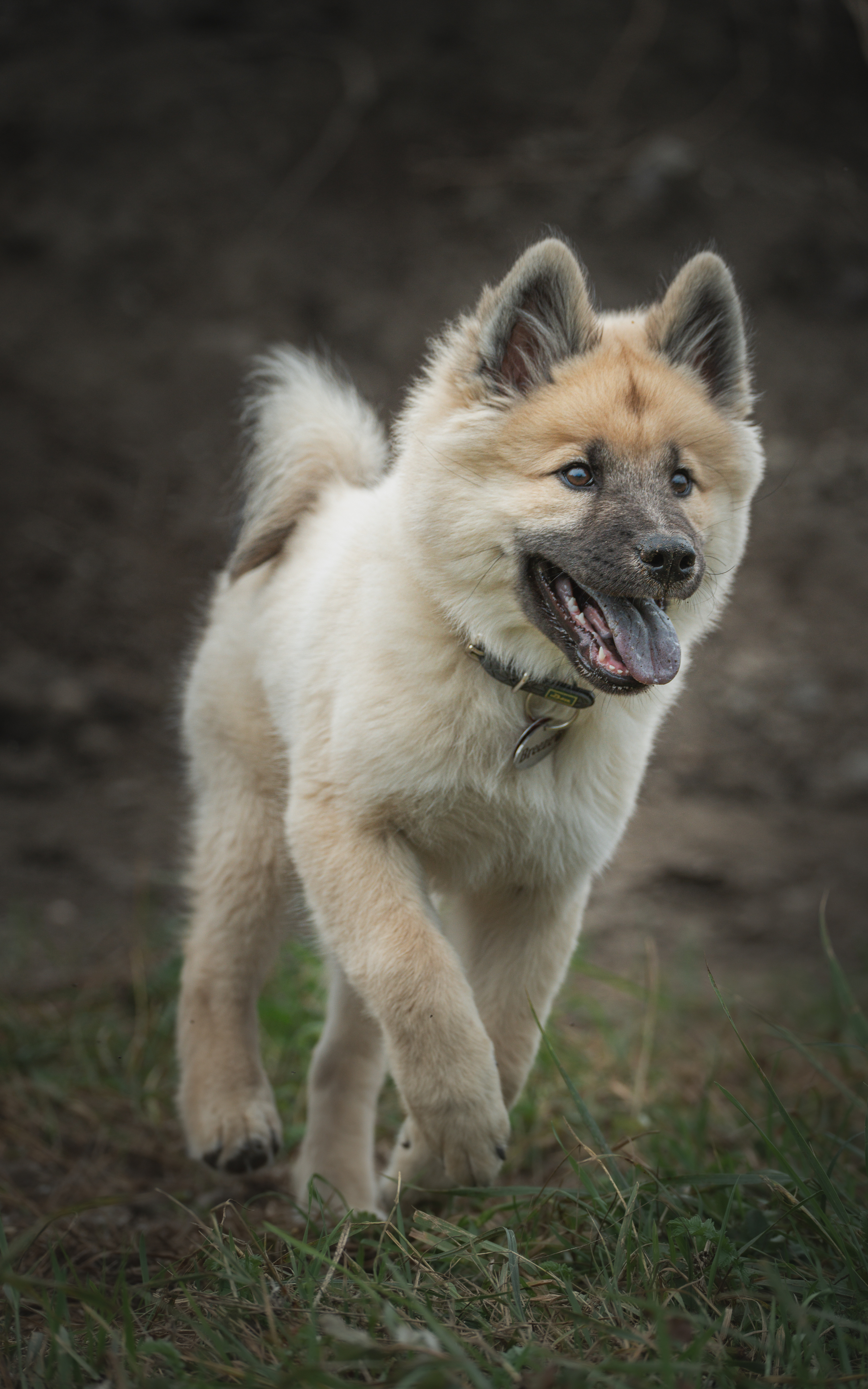Hund springt durch die Natur 